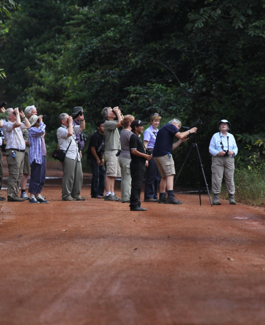 Birding Guyana – Sun Parakeet