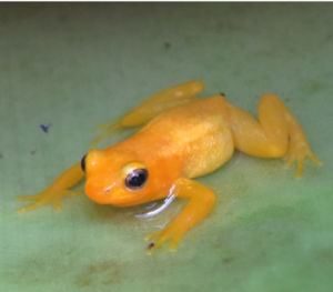 Golden rocket frog at Kaieteur Falls - Photo by Ron Allicock