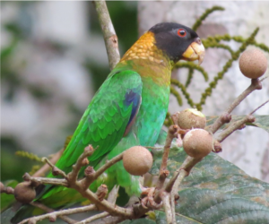 Caica parrot feeding on fruits - photo by Marissa Allicock