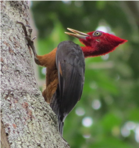 Red-necked woodpecker - photo by Ron Allicock