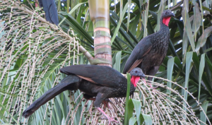 Spix's guan feeding on maincole palm fruits - photo by Ron Allicock