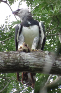 Harpy eagle with red howler monkey to feed the chick - photo by John Christian