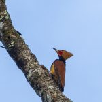 Ringed woodpecker