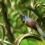 Rufous-winged Ground-Cuckoo